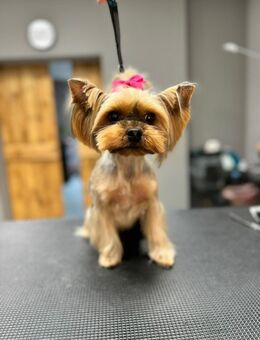 Reinrassige Yorkshire Terrier Hündin - Leipzig Nordwest