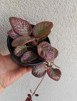 Episcia 'Show time' Gesnerie - Eschbach (Landkreis Südliche Weinstraße)