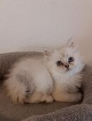 Süße Maine-Coon – Perser/ Perser Katzenbabys, Babykatzen, Kitten, Katzen Perserkatze, cats in 12163