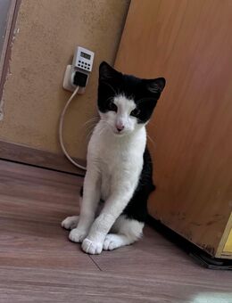 Zwei süße Kitten abzugeben - Mönchengladbach