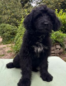 Aussiedoodle F1 medium - Hündin - Rotenburg (Wümme)