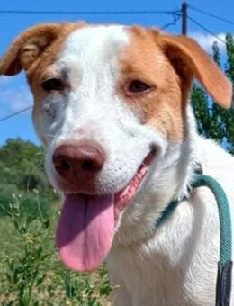 Doria, geb. ca. 12/2024, GRIECHENLAND - Euskirchen