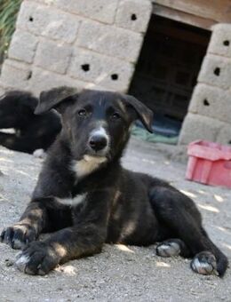 Naya freundlich und verspielt - Haan