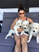 Abgabebereite Golden Retriever Welpen in 95615