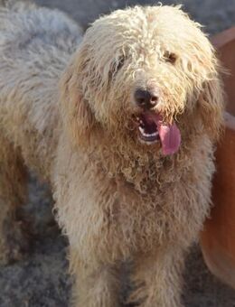 Wasserhund Crocus sucht sein Glück - Berlin