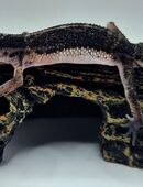 Wunderschöne superliebe BN Pur Leopardgecko Jungtiere Weibchen 2025 abzugeben in 41363