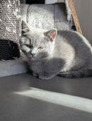 💙 Drei BKH Jungs suchen liebevolles Zuhause 🏡 in 90461