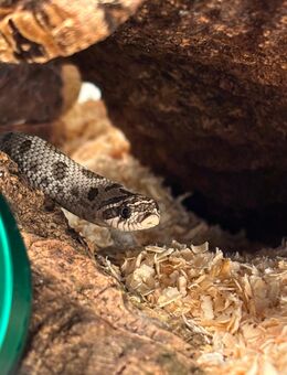 Hognose Hakennasennatter abzugeben - Köln