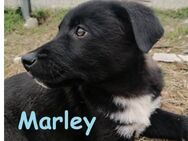 Marley - 10 Babies und Mama in Not - Mettmann