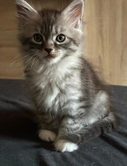 Main coon kitten - Mandelbachtal