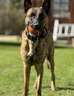 Keanu, lernwilliger Mali-Mix, ca. 2 Jahr - Vaterstetten