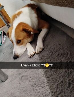 ‼️ DRINGEND WICHTIG ‼️ -bitte nehm DIR Zeit zum lesen...Hund (Mischling) - Mauchenheim