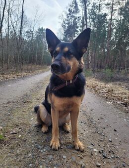 Frida sucht ein neues liebevolles Zuhause - Eberswalde