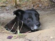 Rüde CORAJ sucht seine große Chance - Kallmünz