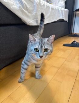 Deckkater - Ingolstadt