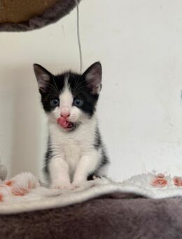 Zwei liebe Katzen (Mutter & Tochter) suchen ein neues Zuhause 🐾 - Köln
