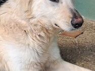 Mimi - sucht Zuhause mit viel ❤️❤️❤️ - Grevenbroich