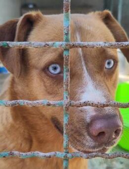 Entzückende Hundemama Tabea - Obertshausen