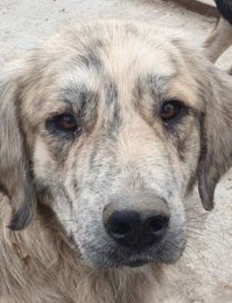 ANNA-wunderschöne, sanfte Hündin,63cm - Rösrath