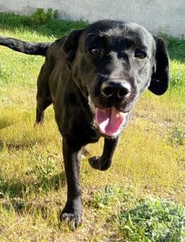 Bianca wartet im städtischen Canile - Bad Vilbel