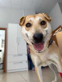 unter 50cm klein und total lieb Barashka - Augsburg