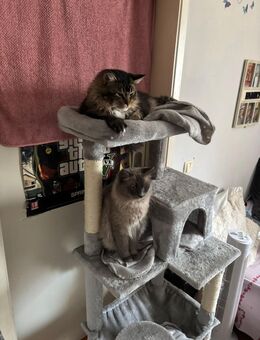 2 Kater zu verkaufen - Köln