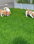 Jack Russel Welpen in 37351