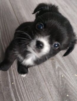 Chihuahua Mix Welpen - Sankt Margarethen
