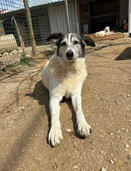 WER SCHENKT CLAIDA EIN NEUES LEBEN?! - Mönchengladbach