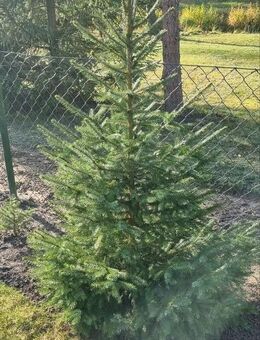 Weihnachtsbäume, Tannenbäume - Berkenthin