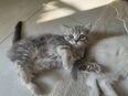 Bkh kitten in 46119