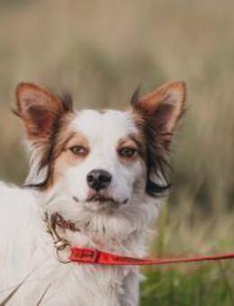 Spike, sanft und sensibel - Süderholz