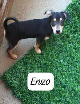 Enzo 🩵🩵🩵 kleiner Hunde-Boy - Bad Karlshafen