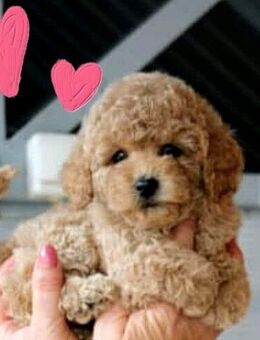 Abholbereit!! Süsse Maltipoo Welpen - Bramsche