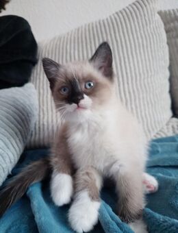 Baby Katzen, Katzenkitten - Schwerte (Hansestadt an der Ruhr)