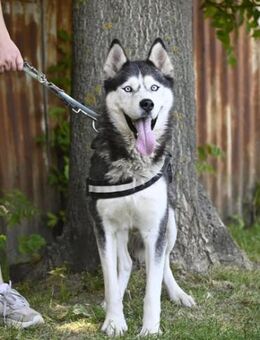 Maja SI Liebevolle Husky-Dame - Neustadt (Rübenberge)