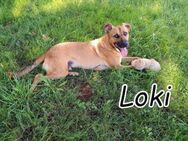 Geben Sie Loki zurück ins Leben? - Essingen (Rheinland-Pfalz)