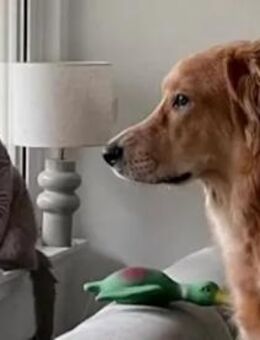 OREO - er sucht sein Glück - Regensburg