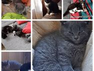 3 kleine Kater abzugeben - Ebersbach-Neugersdorf