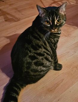 Bezaubernde Rassemixkatze - Husum (Schleswig-Holstein)