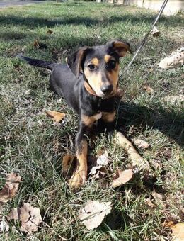 Dalia ist sehr lieb,fröhlich und aktiv ! - Dortmund