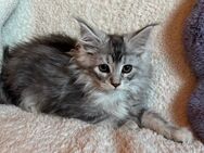 Maine Coon Kitten Mädchen - Gelsenkirchen