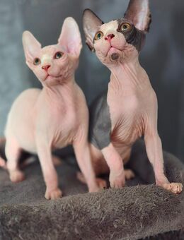 Kanadische Sphinx Kitten (abholbereit) - Wolfenbüttel
