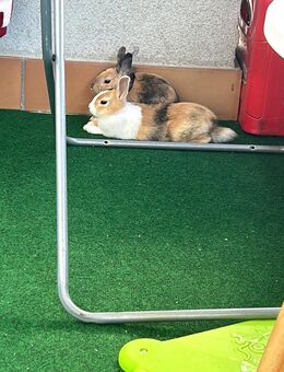 Zwergkaninchen - Hannover Misburg-Anderten