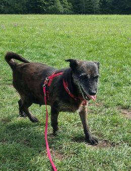 MOKKA (ca.6 J.) ist Liebe pur auf 4 Pfoten - München