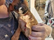 Zwergpinscher Welpe - Sohren