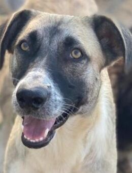 Olaf, geb. ca. 05/2023, Griechenland - Euskirchen