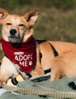 Treuer Begleiter Aurell sucht 💖 - Kallmünz