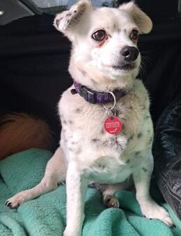 SIMEYA - Goldschatz auf 4 Pfoten 🐾💝 - Neudenau