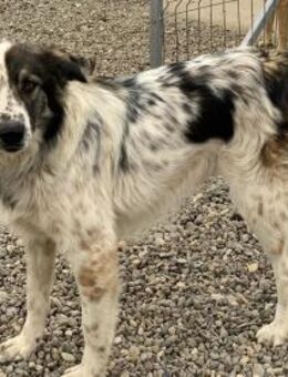 Pflegestelle gesucht für Pippa - Celle